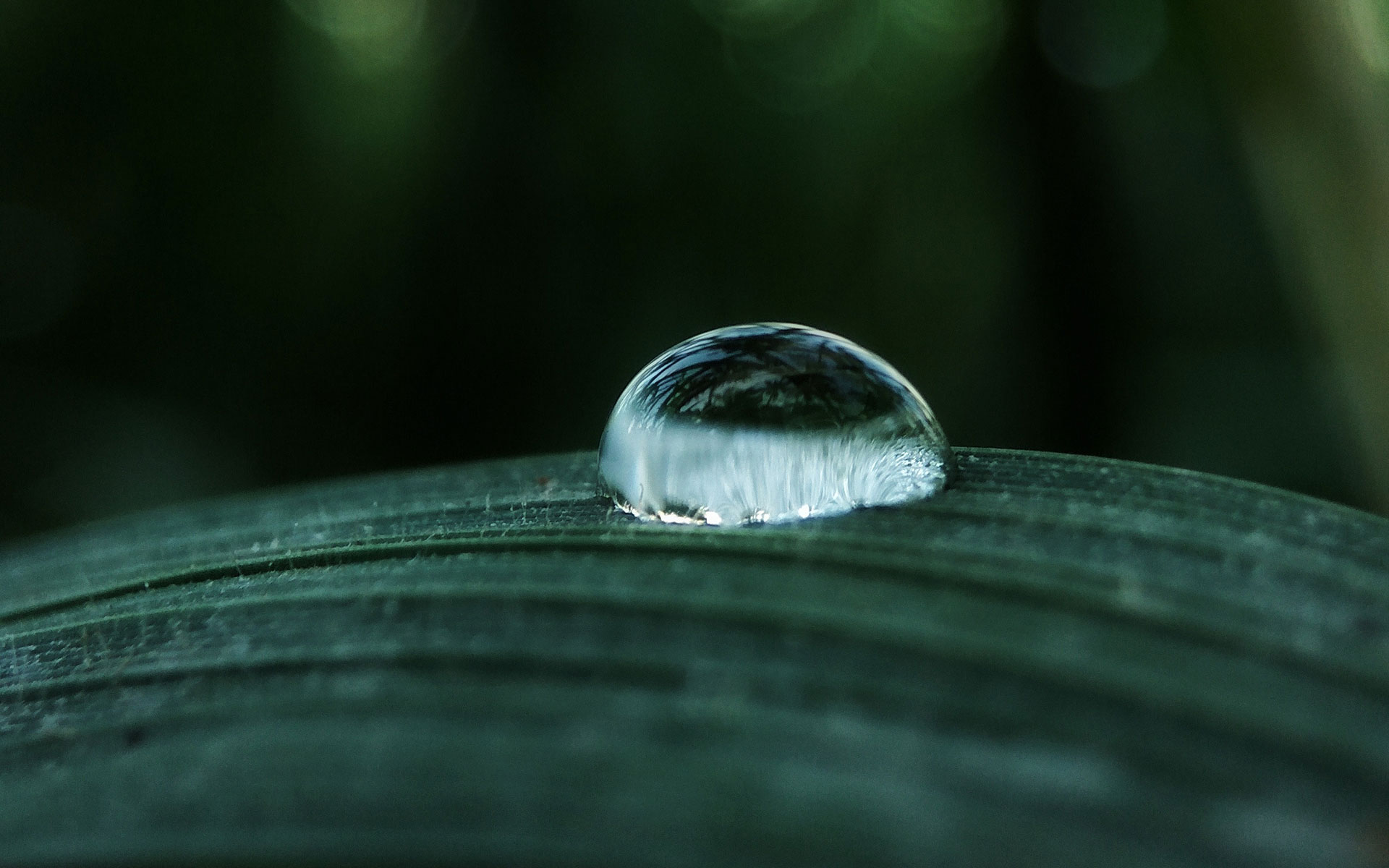 Featured image for “2023 Education Week Training – Landscape Drip Irrigation Design & Management”